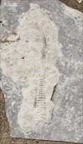 Image for Cephalopod fossil - Grand rapids, MI