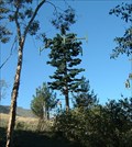 Image for Pine Tree Cell Phone Tower, Sunland-Tujunga, California