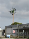 Image for Imperial Beach City Hall Palm Tree - Imperial Beach, CA