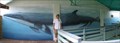 Image for Whaling Wall #27 - Minke Whales  -  Marathon, FL