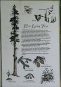 Image for Ever Living Trees - California