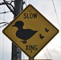 Image for Slow Ducks Xing
