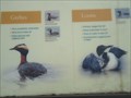 Image for Grebes and Loons - Black Moshannon State Park - Pennsylvania