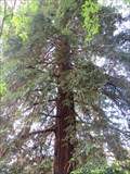 Image for Californian Redwood - Nelson, New Zealand