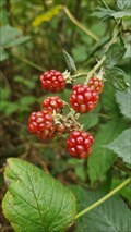 Image for Blackberries - Luxembourg City, Luxembourg