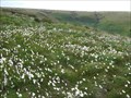 Image for Cotton-grass on moorland Rossendale, Lancashire