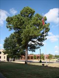 Image for Sebastian County Courthouse Moon Tree - Ft. Smith, AR