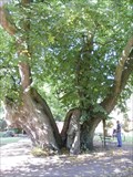 Image for Schwedenlinde - Swedish Lime Tree, Brielow, Germany