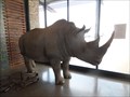 Image for Rhino #2  -  near eMalahleni, South Africa