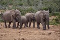 Image for Addo Elephant NP - Eastern Cape, ZA