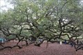 Image for "Community celebrates preservation of land around Angel Oak" - Johns Island, South Carolina