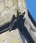 Image for Gargoyles - St Peter - Aston Flamville, Leicestershire