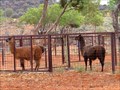 Image for Camels Australia - Stuarts Well, Northern Territory