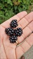 Image for Black berries - Geersdijk, NL