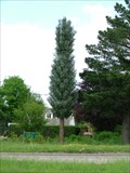 Image for Dibden Purlieu Pine tree