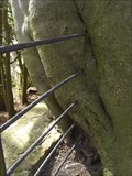 Image for Tree Eating Fence, Chirk Castle Gardens, Chirk, Wrexham, Wales, UK