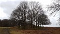 Image for Patrick A Taylor Trees - Bradgate Park, Leicestershire