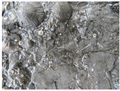 Image for Fossiles ordoviciens de Montréal (Qc) Canada