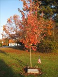 Image for FDNY 911 Memorial Tree - Hudson, NH