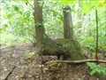 Image for Native American Trail Tree - Cresson, Pennsylvania, USA