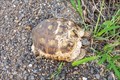 Image for Texas Tortoise - Brownsville, Texas