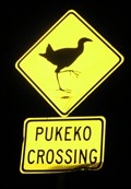 Image for Pukeko Crossing.  Mt Maunganui. New Zealand.