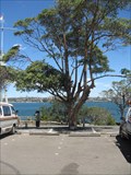 Image for Tree Dedicated to crew of H.M.A.S. Perth, Sydney NSW Australia