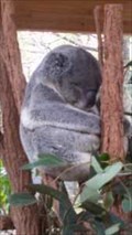 Image for Lone Pine Koala Sanctuary - Fig Tree Pocket - QLD - Australia