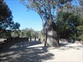 Image for Myall Creek Massacre Area, Bingara Delungra Rd, Myall Creek via Bingara, NSW, Australia