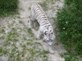 Image for Tigers at Busch Gardens - Tampa, FL.