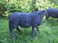 Image for Sheep - Buckland Abbey