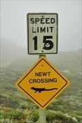 Image for Newt crossing