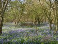 Image for Bluebells - Brampton Wood, Cambridgeshire, UK