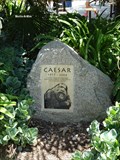 Image for Caesar the Gorilla – Los Angeles Zoo, CA