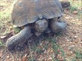 Image for Desert Tortoise Crossing, Pima County, AZ
