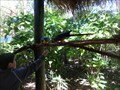 Image for Feeding the Macaws  -  Miami, FL