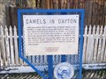 Image for Camels in Dayton - Dayton, NV