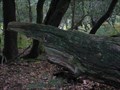 Image for Tapir Log - Nr Highland Water, New Forest, South Hampshire, UK