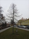Image for Millennium Tree - Blansko, Czech Republic