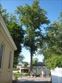 Image for Millennium Tree - Berkeley Springs, West Virginia