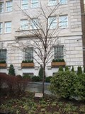 Image for Iue Family Tree - Washington, DC