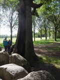 Image for Eikenboom bij hunebed D17 - Rolde, the Netherlands