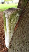 Image for Headstone Devouring Tree in Crescent Grove Cemetery - Tigard, OR