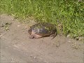 Image for Passage de tortues serpentines / Common Snapping Turtle Crossing - (Cheney) Ontario