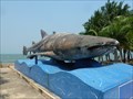 Image for Whale Shark - Bangsaray, Thailand