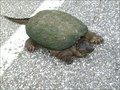 Image for Turtle crossing near Corry PA.