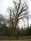 Image for Knightwood Oak - Bolderwood Ornamental Drive, Hampshire, UK