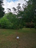 Image for McConnell dedicated tree - East Grinstead, West Sussex, UK