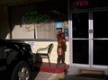 Image for Cigar Store Indian - DeLand, Florida