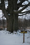 Image for The Grandpa Tree - N. Java, NY